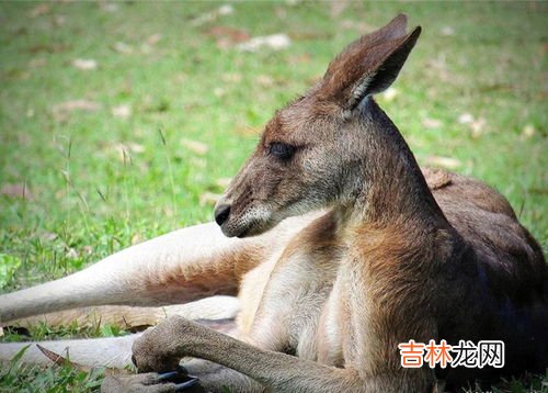 袋鼠繁殖一次能生几个,袋鼠一胎能生多少个?