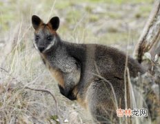 袋鼠繁殖一次能生几个,袋鼠一胎能生多少个？