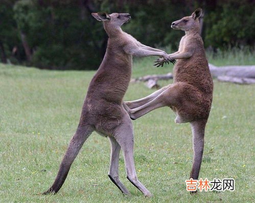 袋鼠繁殖一次能生几个,袋鼠一胎能生多少个?