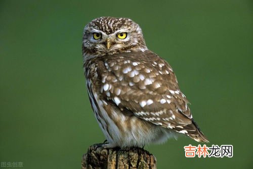 飞龟是什么意思,梦见会飞的龟的预兆