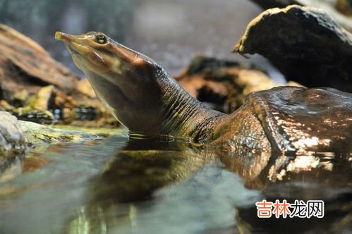 飞龟是什么意思,梦见会飞的龟的预兆