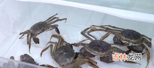 熟螃蟹冷冻保存多久,煮熟的螃蟹放冰箱冷冻能放多久