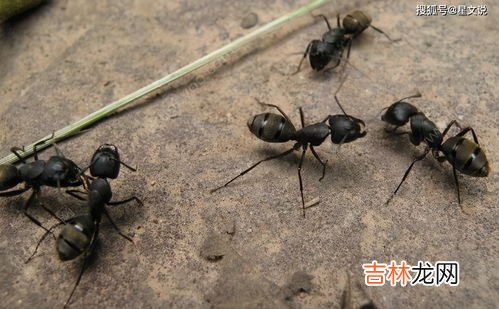 家里有蚂蚁怎么办能除根吗,家里有蚂蚁,用干燥剂里的石灰能除根吗?
