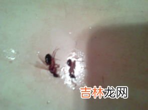 家里有蚂蚁怎么办能除根吗,家里有蚂蚁,用干燥剂里的石灰能除根吗?