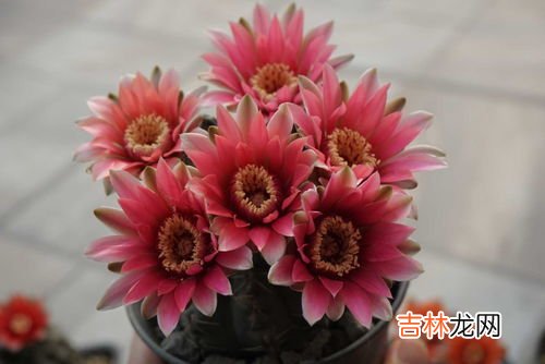 绯花玉仙人球怎么繁殖播种,绯花玉的养殖方法和注意事项