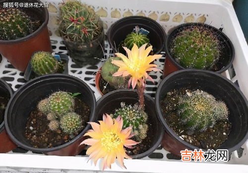 绯花玉仙人球怎么繁殖播种,绯花玉的养殖方法和注意事项