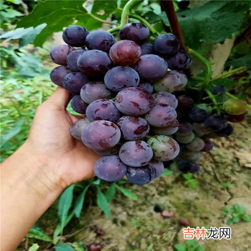 葡萄怎么保存时间长,葡萄如何保存