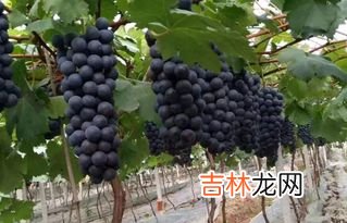 葡萄怎么保存时间长,葡萄如何保存