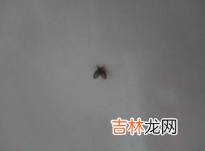 蛾蚋幼虫怎么杀得彻底呢,怎么消灭蛾蚋幼虫？