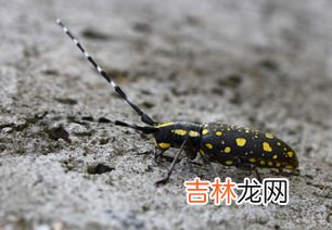 蛾蚋幼虫怎么杀得彻底呢,怎么消灭蛾蚋幼虫？