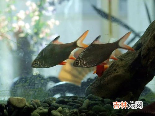 观赏鱼混养品牌排行榜,十大最好养小型冷水观赏鱼