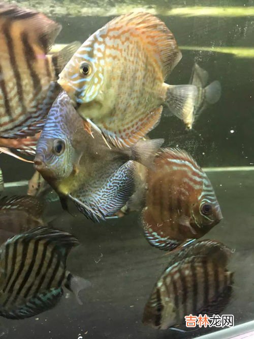 观赏鱼混养品牌排行榜,十大最好养小型冷水观赏鱼