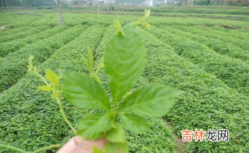 甘泰达的成分是什么,甘草酸一钾盐是什么？从甘草里面提取出来的嘛？