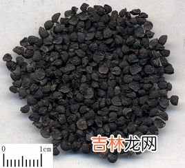 菲菜种子什么时候种,韭菜籽什么时候播种最合适