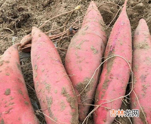 煮地瓜需要多长时间,煮红薯要多长时间