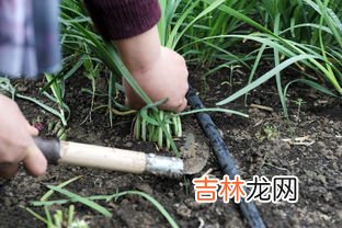 韭菜放草木灰怎么放,韭菜怎么施肥？