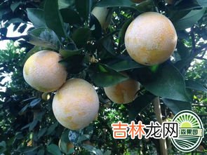 脐橙的储存和保鲜方法,脐橙怎么保存才不会坏