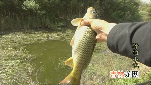 钓鲤鱼鱼技巧,鲤鱼怎么钓，这个方法很有效