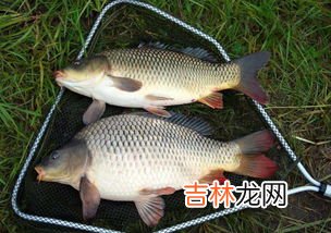 钓鲤鱼鱼技巧,鲤鱼怎么钓,这个方法很有效