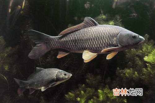 钓鲤鱼鱼技巧,鲤鱼怎么钓，这个方法很有效