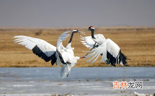 丹顶鹤的丹顶指的是什么,古人常说的奇毒“鹤顶红”, 是什么做成的?