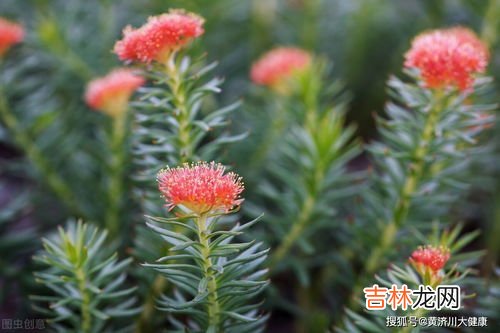 纽斯葆红景天作用,红景天的功效与作用及禁忌 红景天的功效与作用及禁忌具体说明
