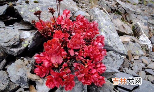 纽斯葆红景天作用,红景天的功效与作用及禁忌 红景天的功效与作用及禁忌具体说明