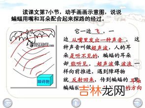 蝙蝠和雷达有什么关系,蝙蝠和雷达有着怎样的联系这种联系告诉人们什么