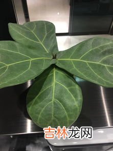 掌握鹅掌柴的技巧 鹅掌木的养殖方法与注意事项,鹅掌柴的养殖方法和注意事项