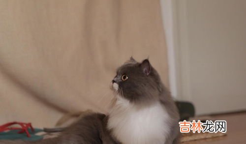 动物脚丫形状像什么,小动物的脚印像什么