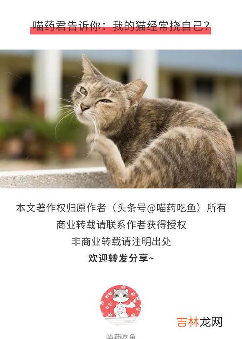 跳蚤为什么怕醋,白醋可以杀死跳蚤吗