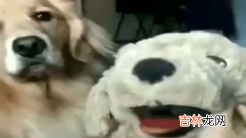 跳蚤为什么怕醋,白醋可以杀死跳蚤吗