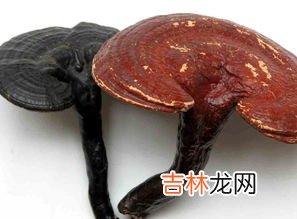灵芝有保质期吗,灵芝孢子粉怎么保存,灵芝孢子粉有保质期吗?