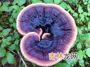 灵芝有保质期吗,灵芝孢子粉怎么保存,灵芝孢子粉有保质期吗?