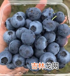 蓝莓怎么吃是正确的方法,蓝莓怎么吃是正确的方法