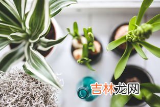 吸收甲醛的植物有哪些,吸甲醛的植物