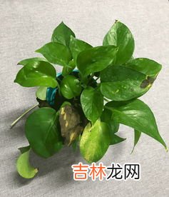 吸收甲醛的植物有哪些,吸甲醛的植物