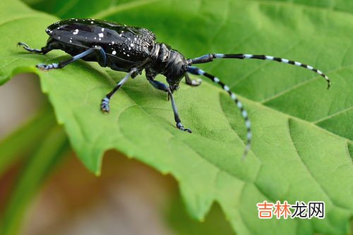 家里为什么会有肿腿蜂,最近家里的床垫和沙发垫上有一种比蚂蚁还小的虫子，咬人身上就会起包而且特别痒，这是什么虫子要怎么处理