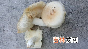 口蘑不能和什么一起吃,口蘑与什么蔬菜相克