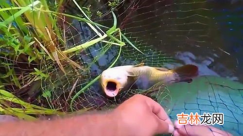 拴鱼钩的简单方法,绑钓鱼钩最简单的方法