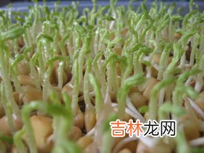 豆芽怎么种植技术,豆芽的种植方法