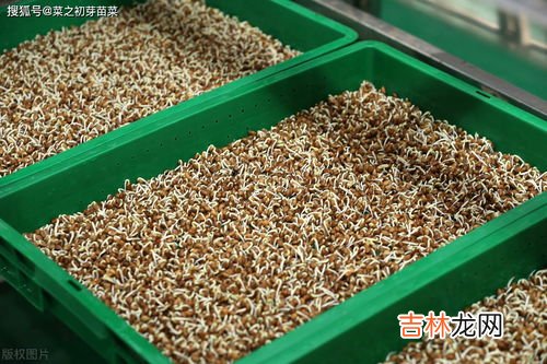 豆芽怎么种植技术,豆芽的种植方法