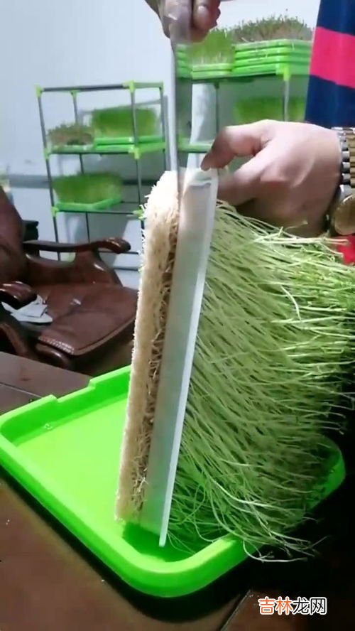 豆芽怎么种植技术,豆芽的种植方法