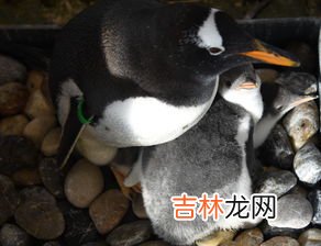 企鹅行走时为什么排成一列纵队,为什么企鹅喜欢排着队走