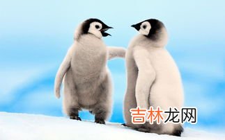 企鹅行走时为什么排成一列纵队,为什么企鹅喜欢排着队走