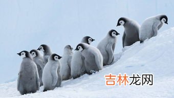 企鹅行走时为什么排成一列纵队,为什么企鹅喜欢排着队走