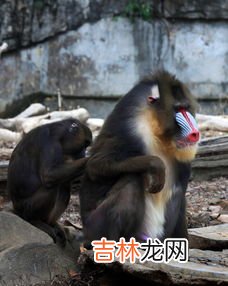 山魈是什么动物,山魈是一种什么动物?