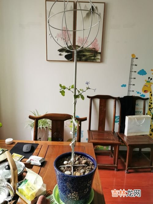 花架子是什么意思,花架子是什么意思?