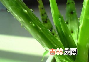 芦荟胶囊有排脂肪的功效吗,芦荟胶囊的功效是什么?