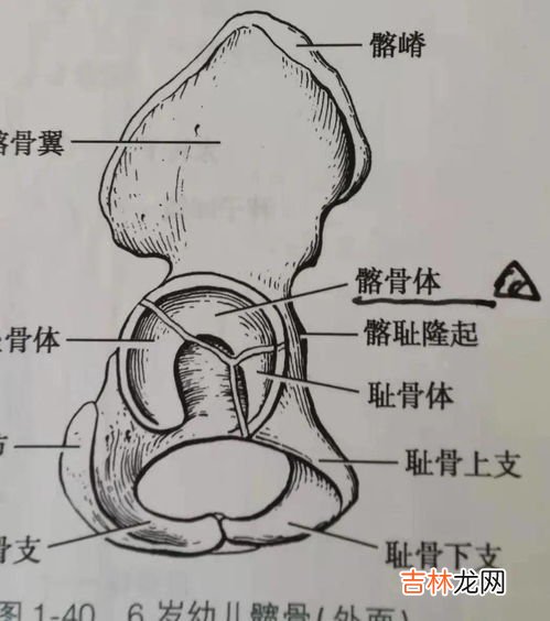 耻骨在哪个位置,耻骨的准确位置是在哪里？